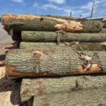 40 Raummeter Eichenstammholz – Premium-Qualität für Industrie & Handwerk