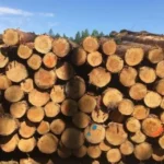  50 Raummeter Kiefern-Rundholz – Komplette Lkw-Ladung direkt aus dem Wald